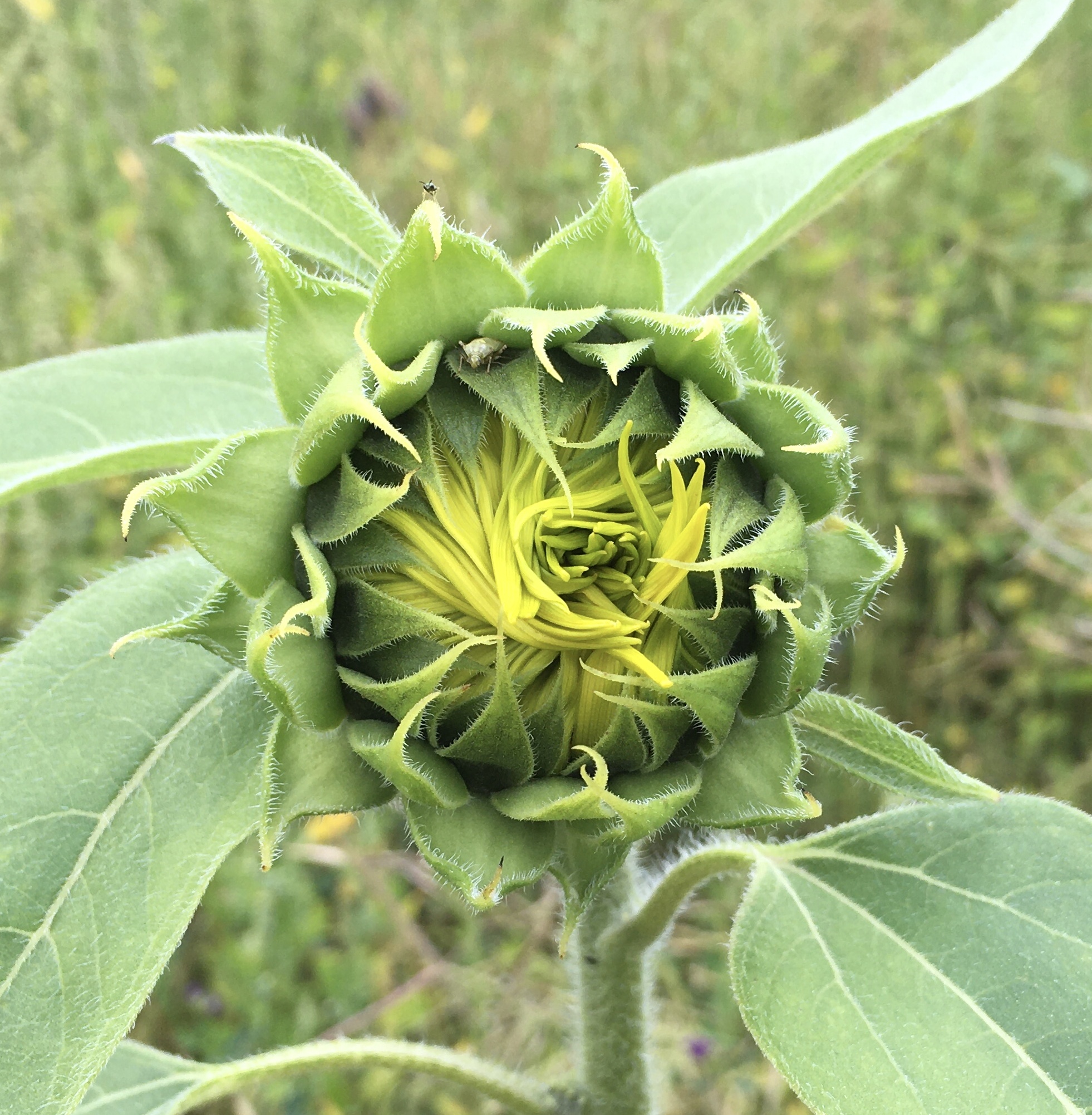 foto van een bloemknop